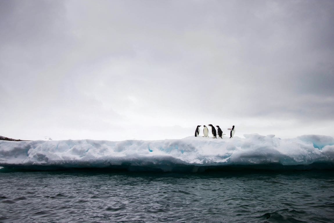 Group of penguins in Antarctica (s. Antarctic sea ice)