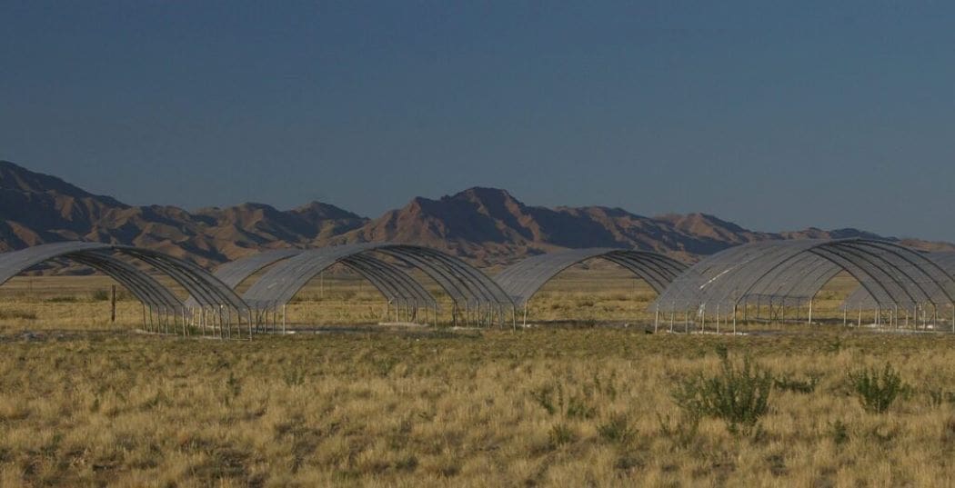 Grassland drought resilience differs between Eurasia and North America