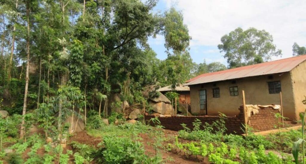 Kenya’s tree-planting goals shaped by local farmer decisions A smallholder farm in Vihiga County in Western Kenya