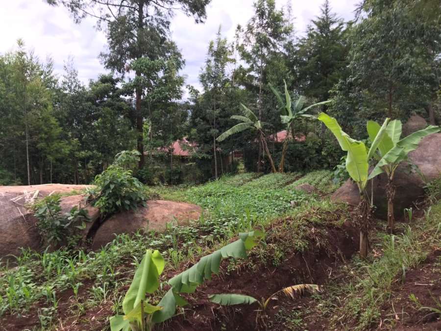 A smallholder farm in Vihiga County in Western Kenya (tree-planting scheme, climate)