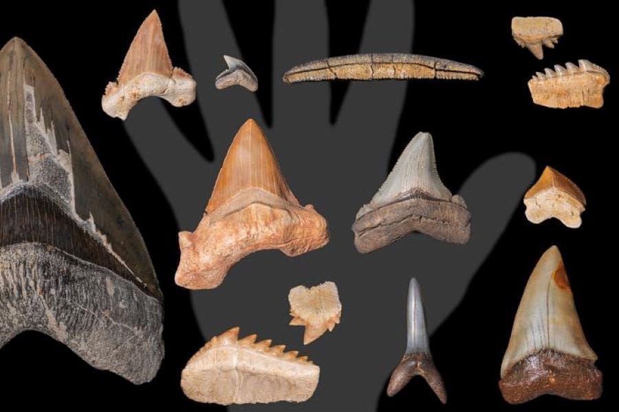 A collection of fossilised shark and ray teeth. Hand of an adult for size comparison.