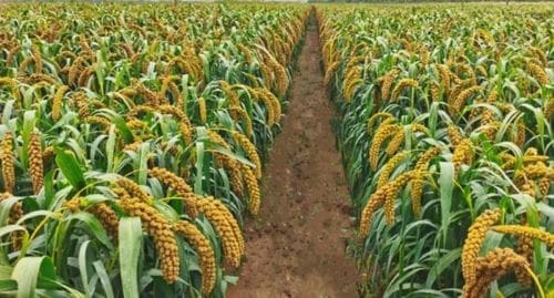 Climate Science Digest: January 21, 2025 3 In a study published in The Crop Journal, researchers from China uncover the role of SiPRR37 gene in modulating flowering in foxtail millet. Findings could pave the way towards the development of varieties that can thrive in diverse climates and seasons