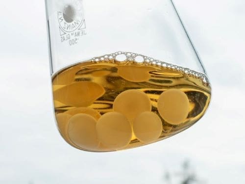 Electric fungy - research