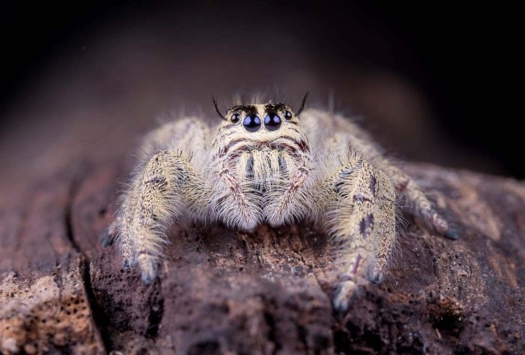 Jumping Spider