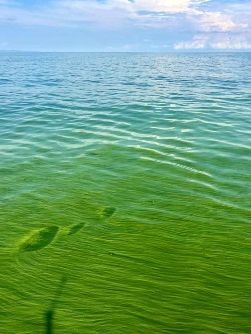 A greenish tint to the water of Lake Victoria’s Winam Gulf indicates a cyanobacterial harmful algal blooms