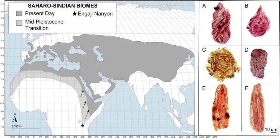 Image: Key pollen types (s. Homo erectus adapted to steppe-desert climate extremes one million years ago)