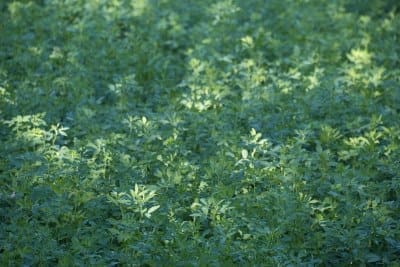 Climate Science Digest: January 8, 2025 Alfalfa crop