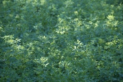 Alfalfa crop