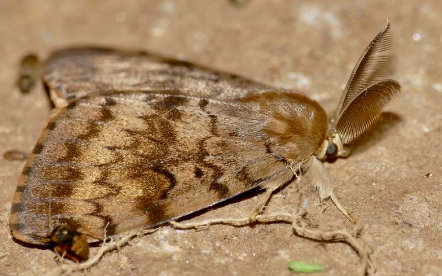 Image: Spongy Moth (Lymantria dispar) male