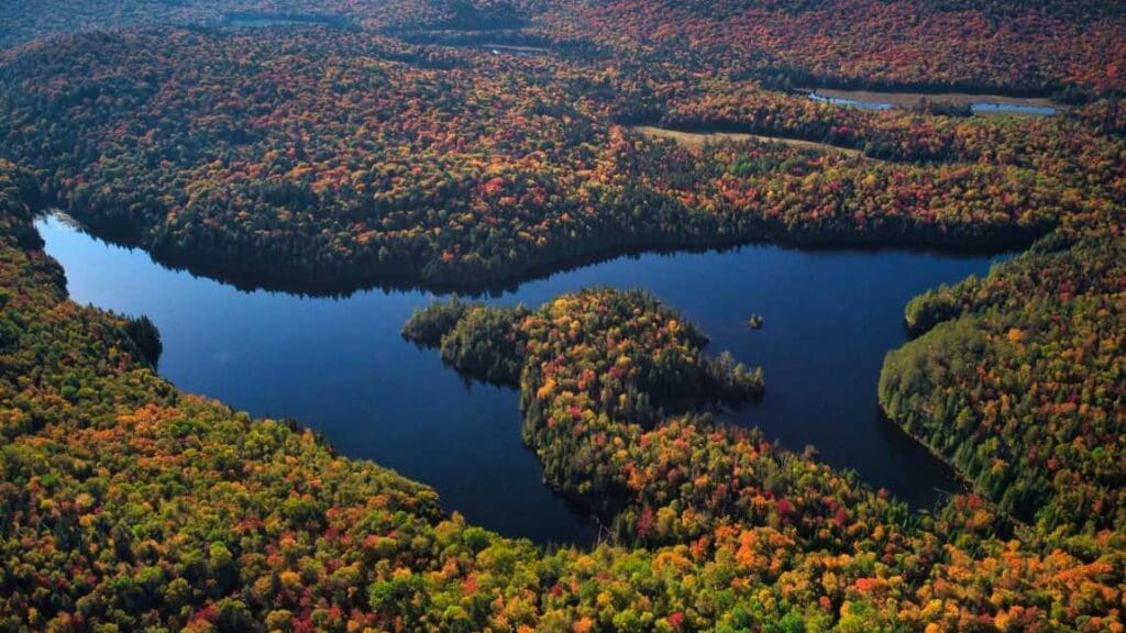 Why Canadian forests are burning more fiercely than ever Image: Canadian forest