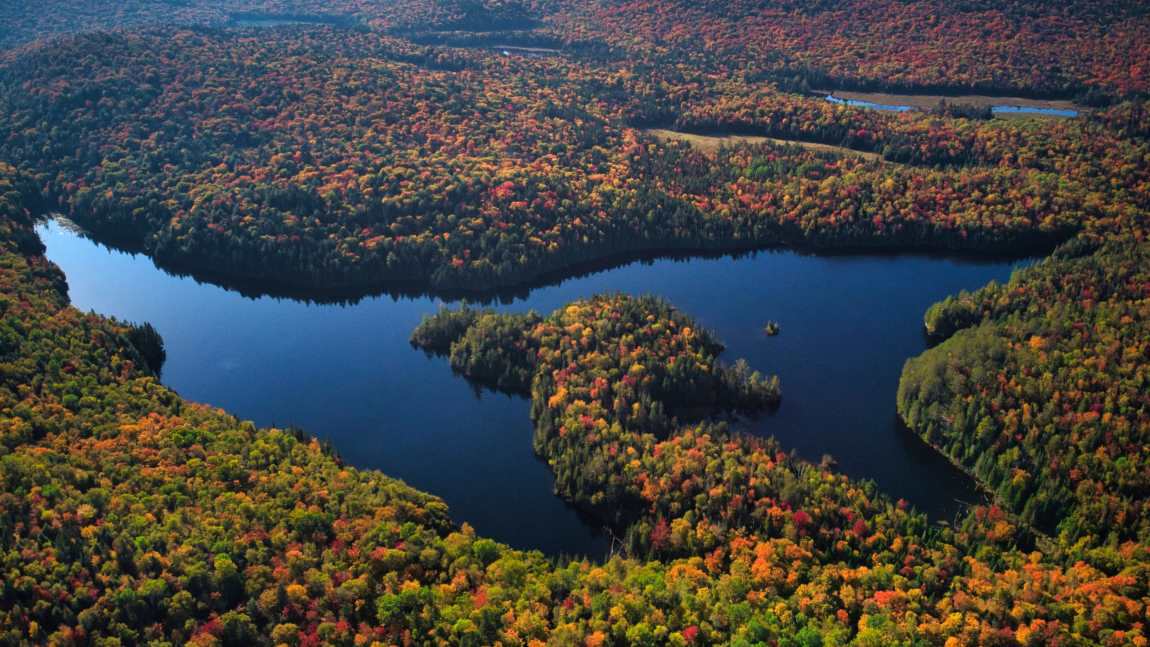 Image: Canadian forest