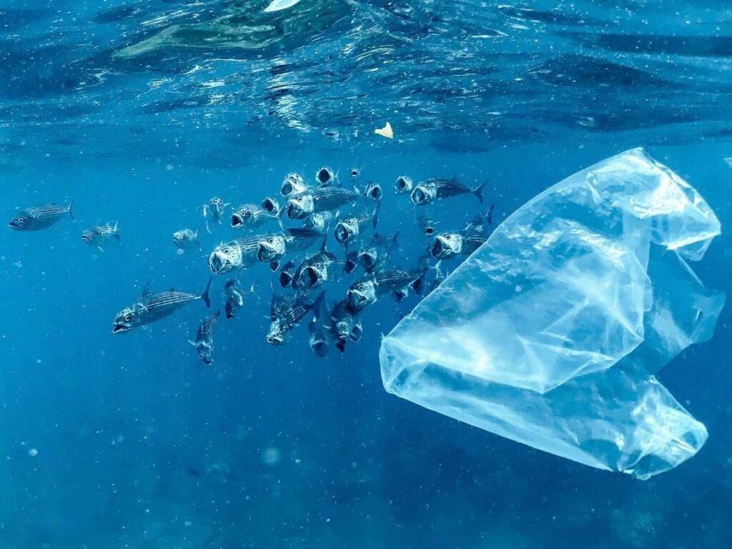 A shoal of Striped Mackerel fish filter feeding amongst loads of plastic waste