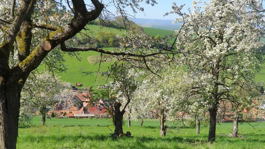 Tree crops as a key to biodiversity, climate, and sustainable agriculture Orchard meadow: Such tree crops often have a high level of biodiversity, which can be promoted through sustainable management