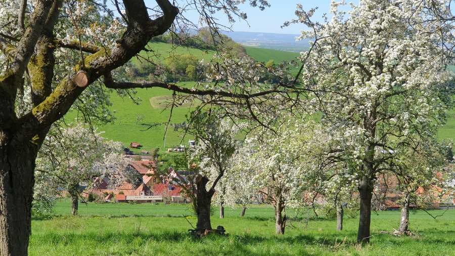 Orchard meadow: Such tree crops often have a high level of biodiversity, which can be promoted through sustainable management