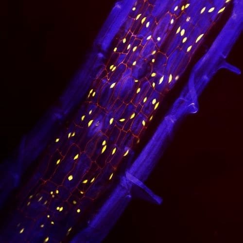 Section of a plant root showcasing the periderm and its carbon-capturing phellem cells