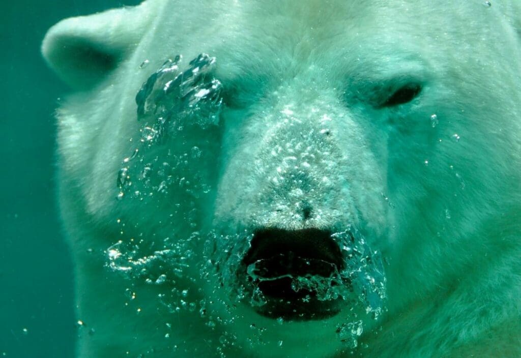 Close Up Photo of Polar Bear Underwater