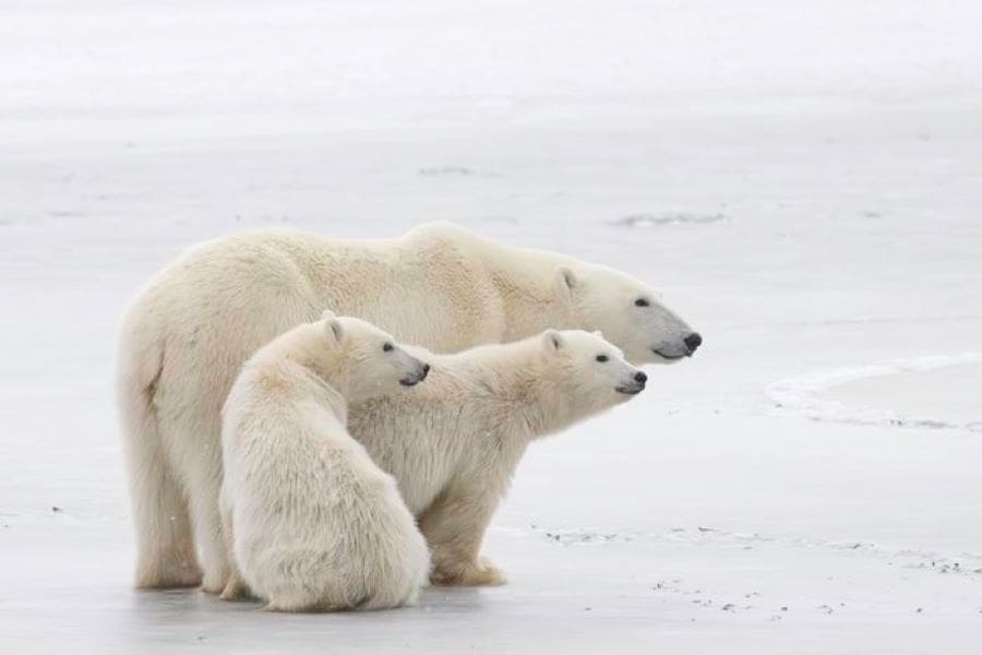 Polar bears family (s science, climate change effects)