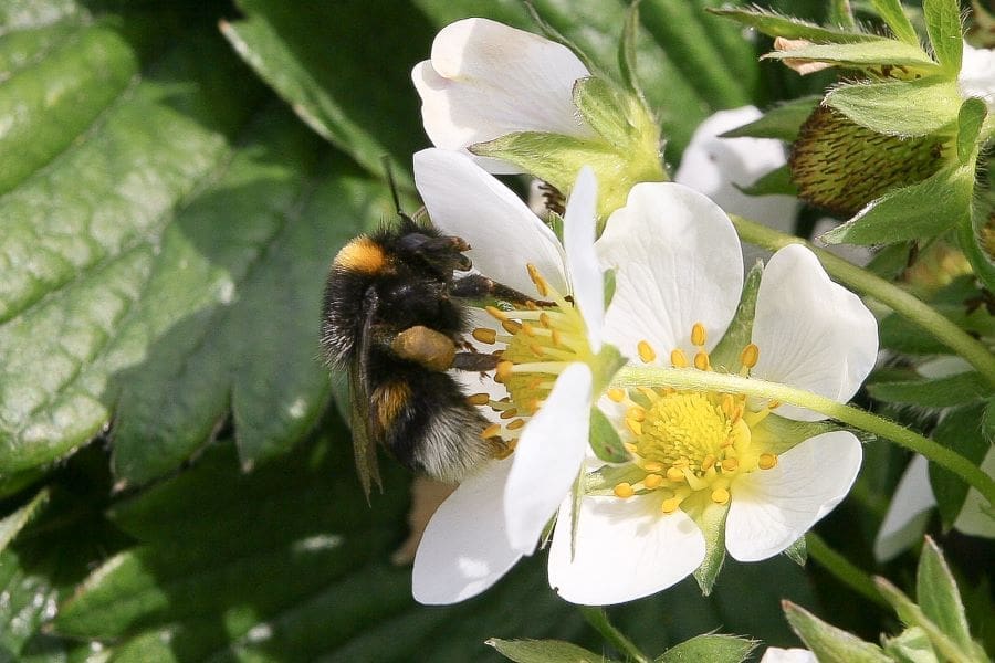 Earth bumblebee, an important pollinator, on strawberry blossoms