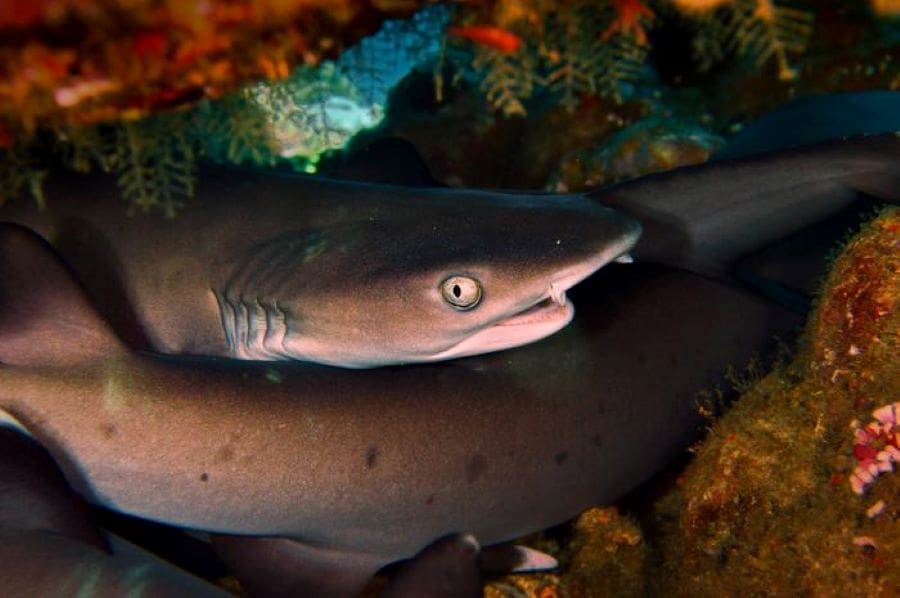 A group of whitetip reef sharks (Triaenodon obesus) resting under a table coral off the coast of Indonesia, one of the world's current hotspots of cartilaginous fish diversity