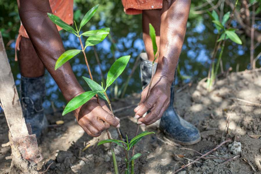 Man Hands Planting Plant on Ground (reforestation, climate, research)