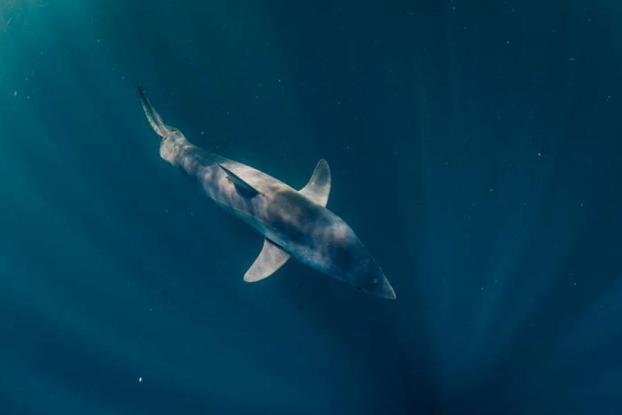 The fastest fish in the sea, the shortfin mako shark is listed as Endangered on the IUCN Red List of Threatened Species