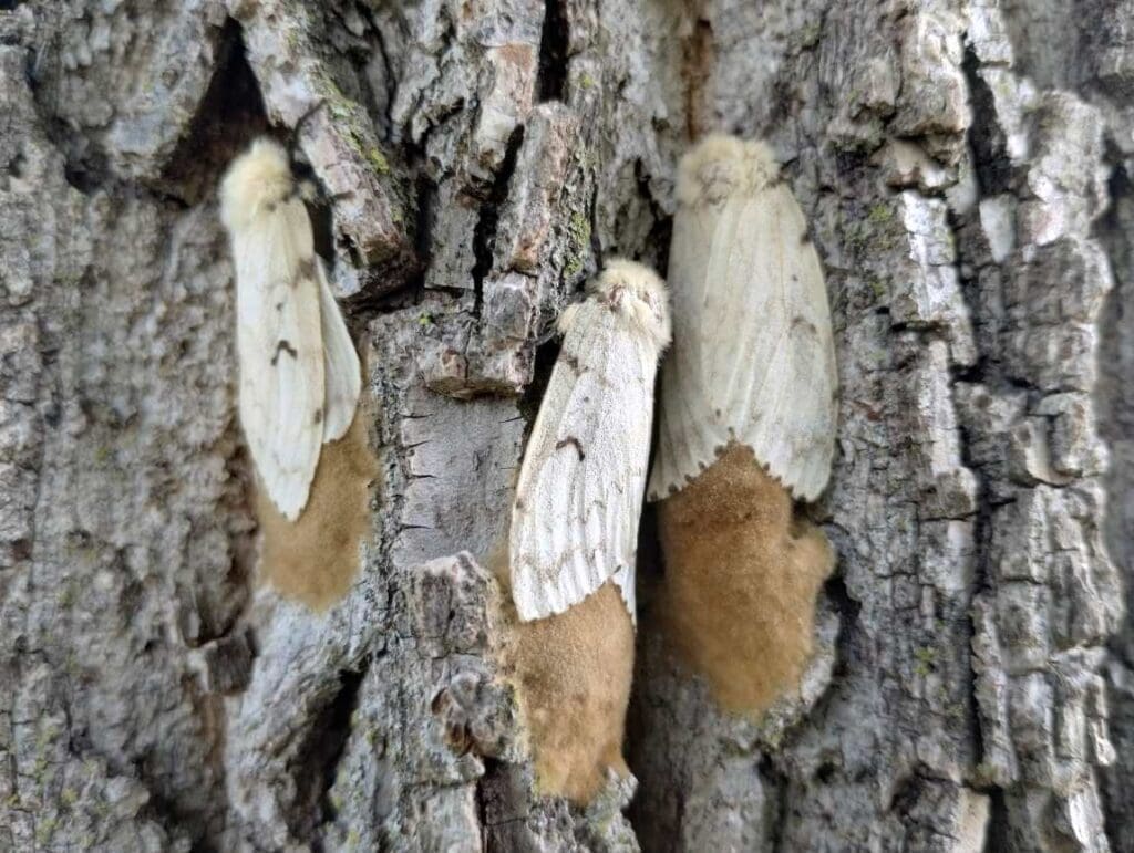 Spongy moth outbreaks worsen as climate change accelerates forest damage Adult females of spongy moth