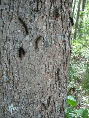 Spongy moth larvae