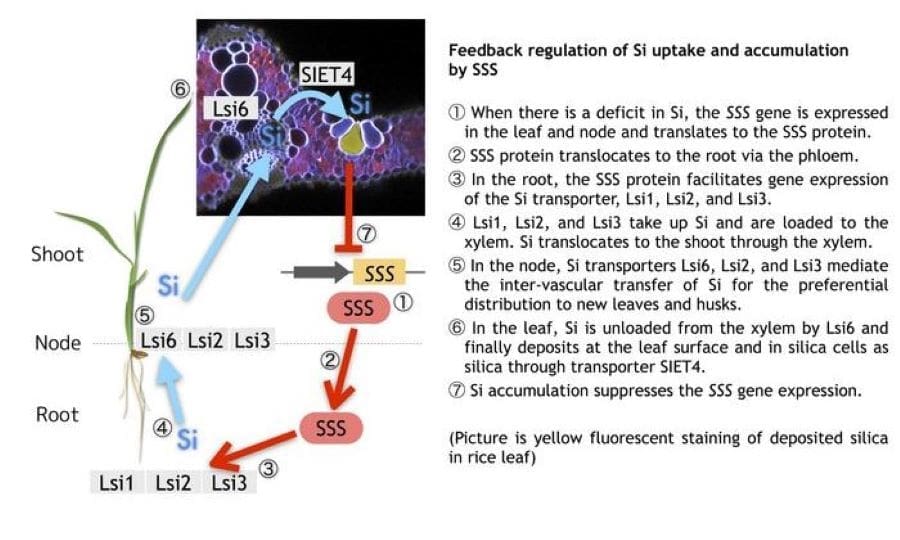 Shoot-Silicon-Signal is a key protein involved in root silicon uptake and shoot silicon accumulation (science, climate)