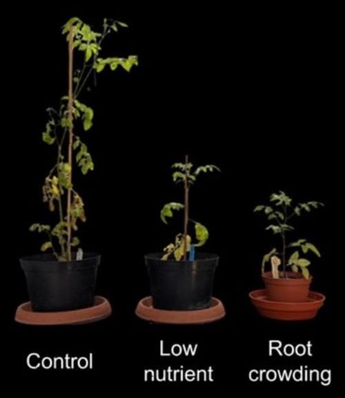 Climate Science Digest: January 14, 2025 4 Genetically identical tomato plants grown in three different environments