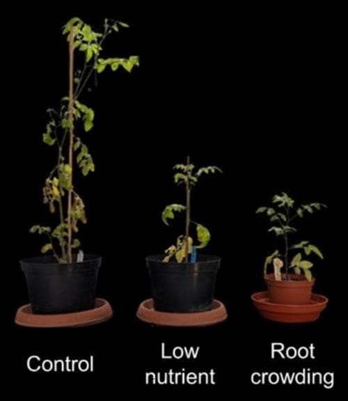 Genetically identical tomato plants grown in three different environments