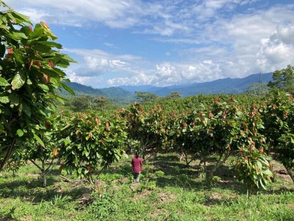 Cacao plantation - Tree crops such as these offer important sources of income for local people and can - with sustainable strategies - protect biodiversity