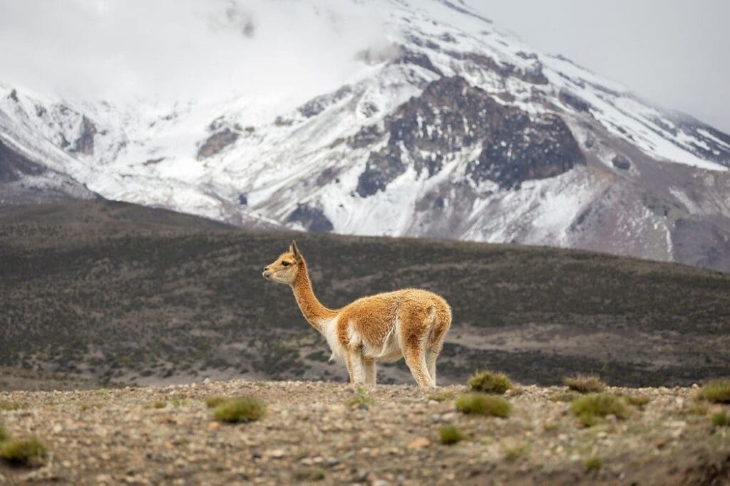 Vicuñas are the smallest and most elegant camelids, with a slender body and long legs. They have long and soft fur that is golden brown on the back and white on the belly and face