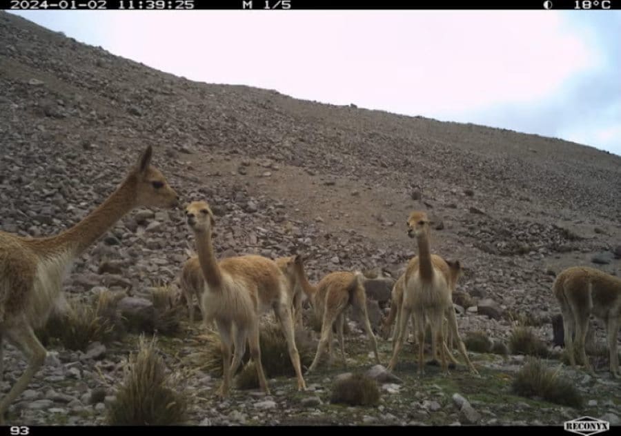 Vicuñas make communal dung piles, which can provide an environment for plants to grow