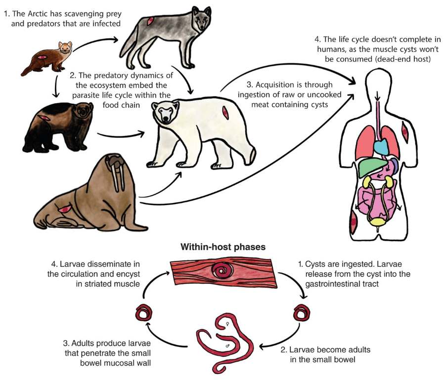 Climate change heightens zoonotic infection risks in the Canadian Arctic 1 Illustration for Trichinellosis - zoonotic infections of Arctic regions