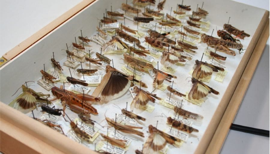 A portion of the 13,000 grasshoppers collected by the late Gordon Alexander of CU Boulder. The 65-year-old grasshoppers were compared with contemporary insects to assess the effect of climate change on their size and range