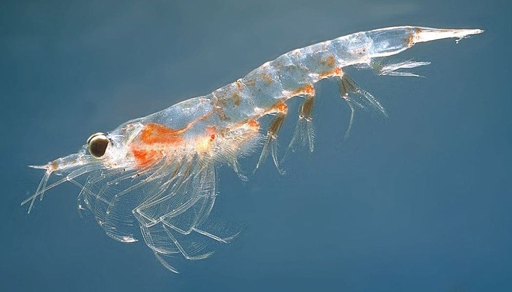 Image: A Northern krill (Meganyctiphanes norvegica)