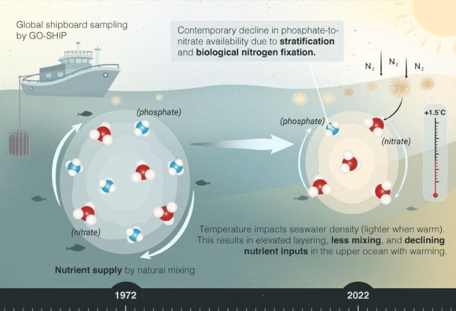 An illustration depicting the observed decline in marine phosphate-to-nitrate availability over the past five decades (s. ocean nutrients, climate change)