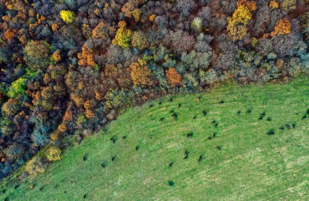 Soil microbes may hold the key to afforestation on former farmland Aerial shot of a farm field with colorful trees in a forest (s. afforestation, microbes)