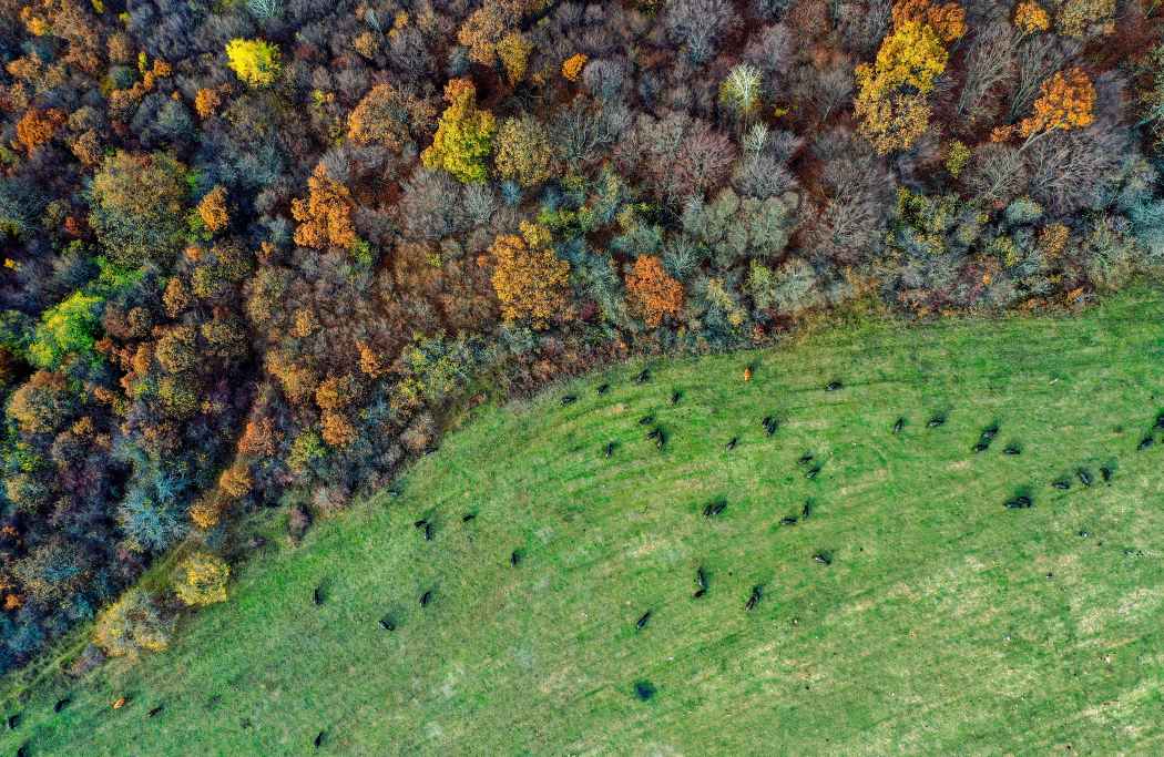 Aerial shot of a farm field with colorful trees in a forest (s. afforestation, microbes)