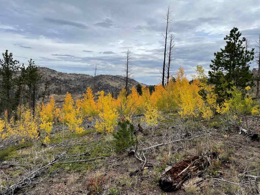 Image: Patchy regeneration following High Park Fire (s. research, climate, fire)