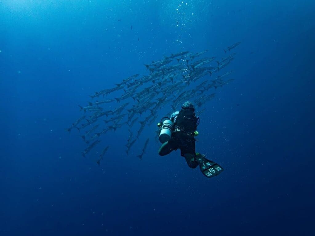 A diver encounters barracudas