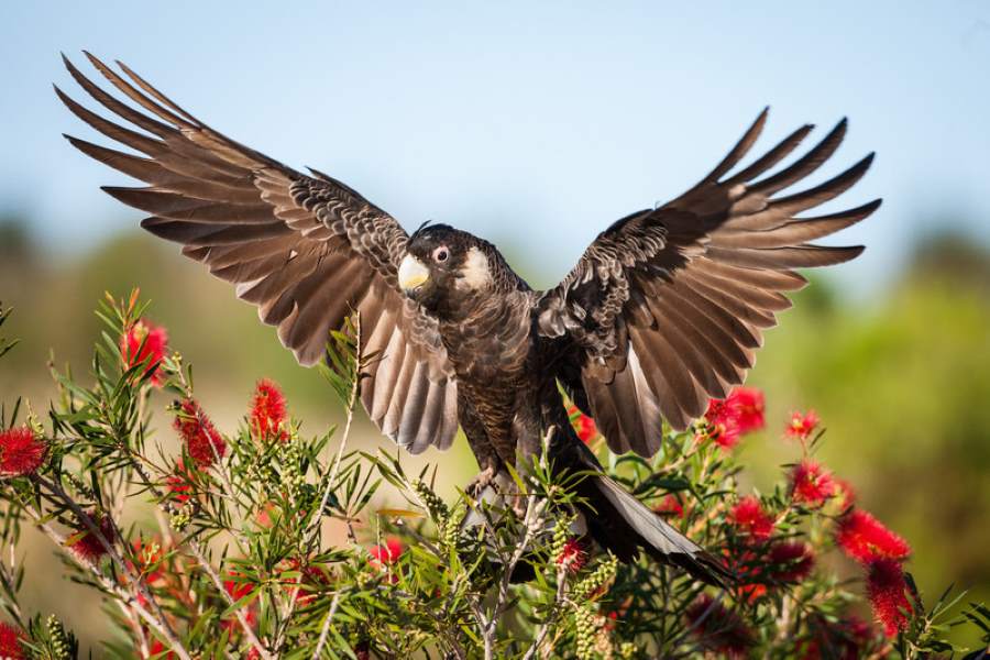 Carnaby's black cockatoo (Calyptorhynchus latirostris) displaying its wings