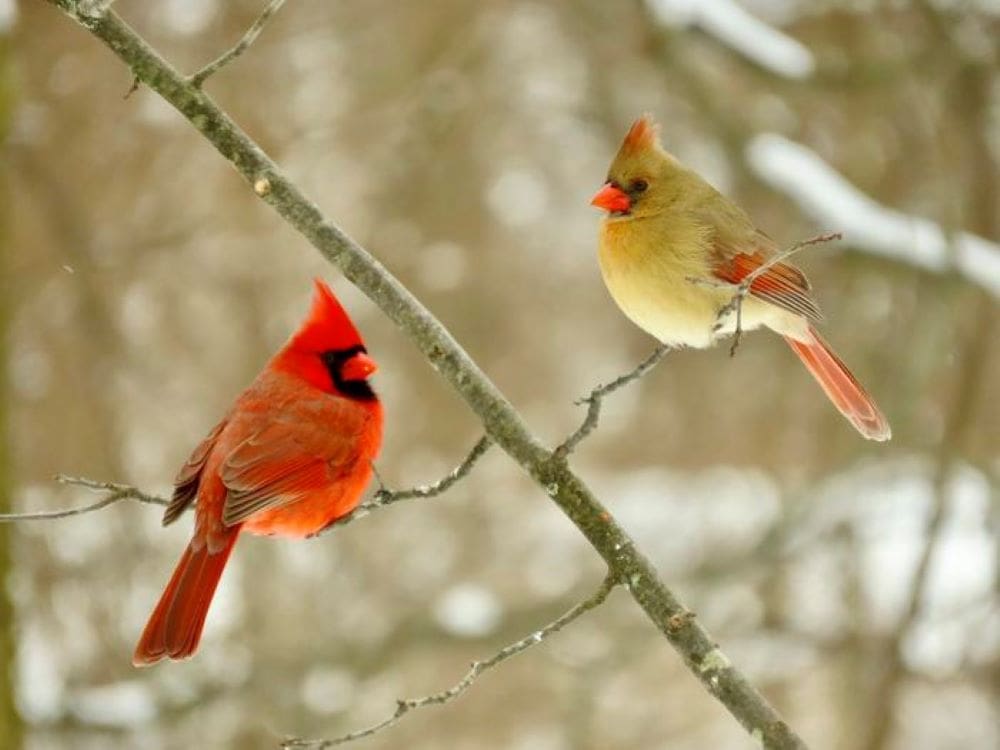 Birds adjust life strategies based on climate variability, study finds