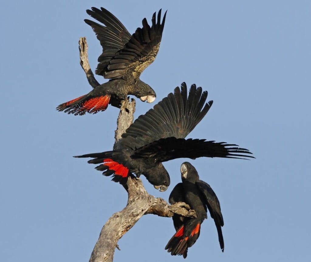 Two adult male forest red-tailed black cockatoo fight for the affections of a female