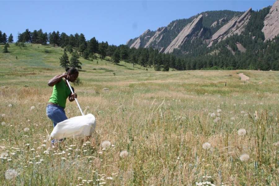 CU Boulder undergraduate Maria E. Cruz Lopez using a sweep net to collect insects in a meadow on Chautauqua Mesa outside Boulder, Colorado, in 2007