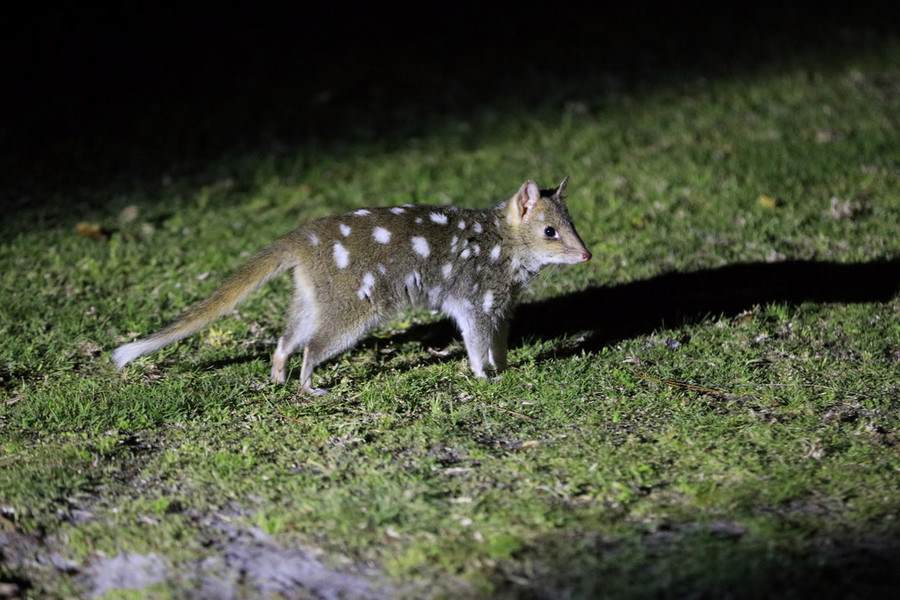 Eastern quolls born in the wild at Booderee National Park (Australia) have been photographed roaming independently from their mothers for the first time (s. wildlife, climate)