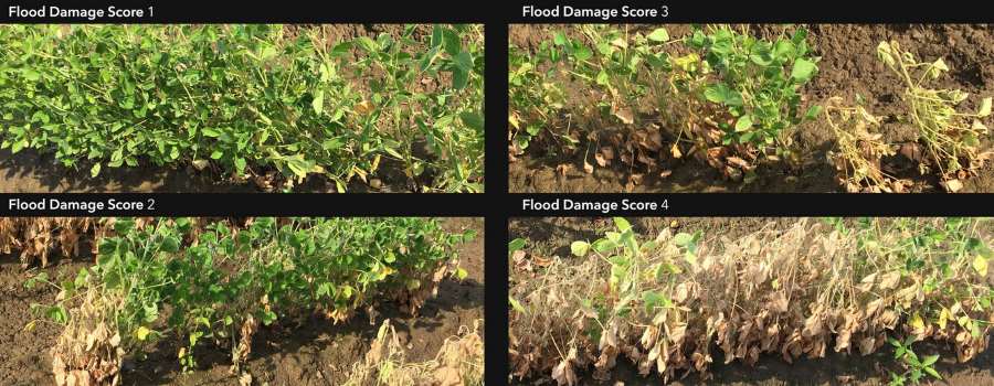 Flooding stress in soybeans: Impact on yield and seed composition Soybean crops images: flood damage scores