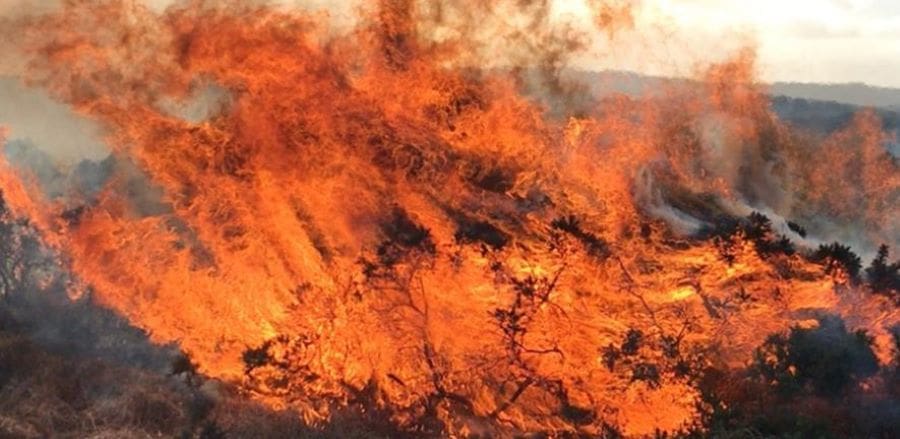 Climate Science Digest: February 21, 2025 Image: Fire on UK moorland (s. climate, science)