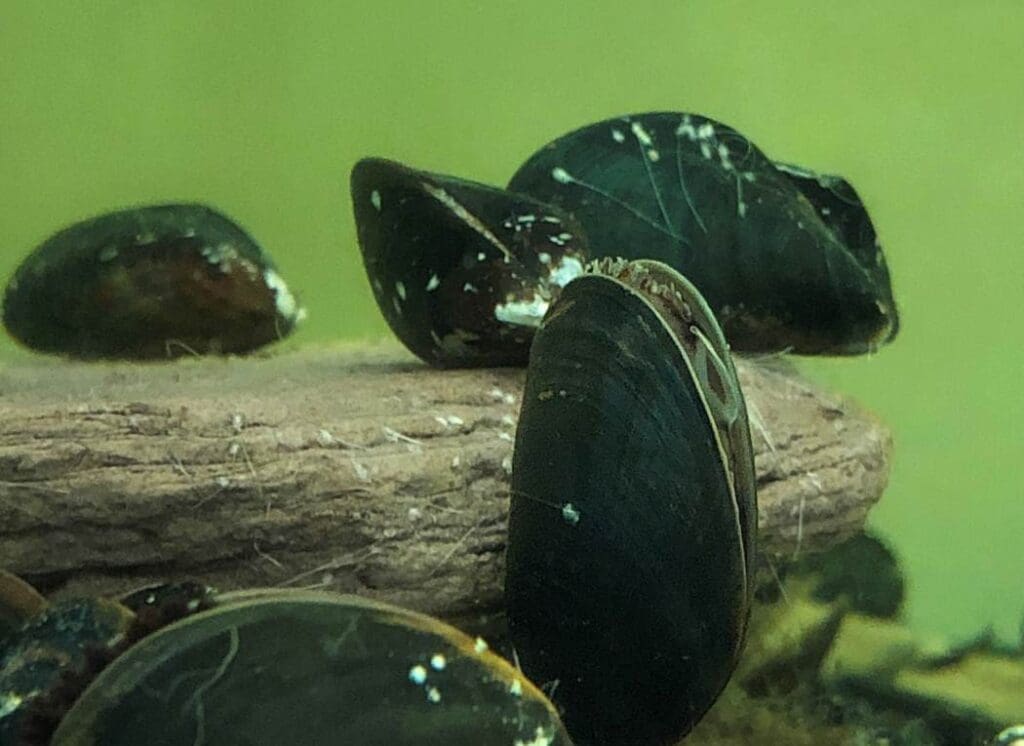 Image: Mussels (Mytilus sp.) (s. urban environment, climate)