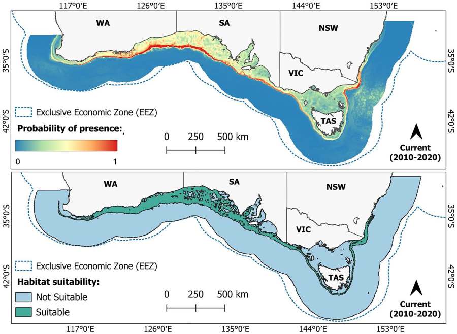 Image: Predicted current (2010–2020) probability of presence (top) and suitable habitat (bottom) for the whitefin swellshark (Cephaloscyllium albipinnum) (s. science, climate)